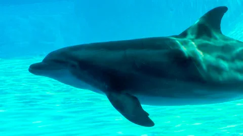 Dolphin in the sea Stock Photos