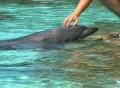 Dolphin seeking to be petted. Footage