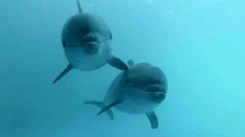 Dolphin Selfie - A pair of curious dolphins approaching the camera. Video stock 133776122