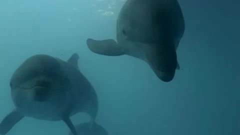 Dolphin Selfie - A pair of curious dolphins approaching the camera. Stock Footage 164654442