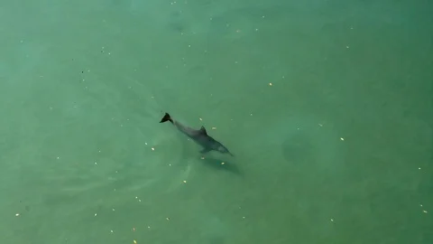 Dolphin in the shallows Stock Footage 113662859