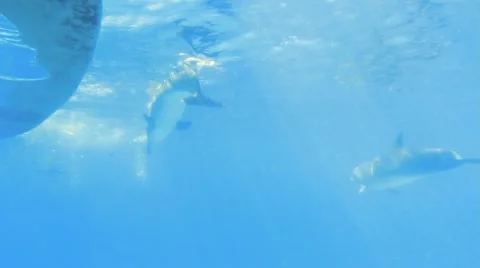 Dolphin Shoal Stock-Footage 52427952
