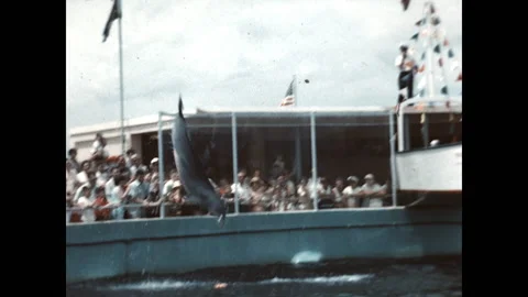 The Dolphin Show 1957 Stock Footage 221187008