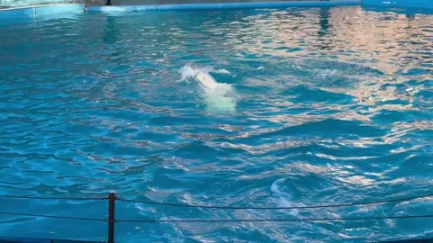 Dolphin show and performance in water park. Belugas dancing in water with the ba 스톡 동영상 303575357