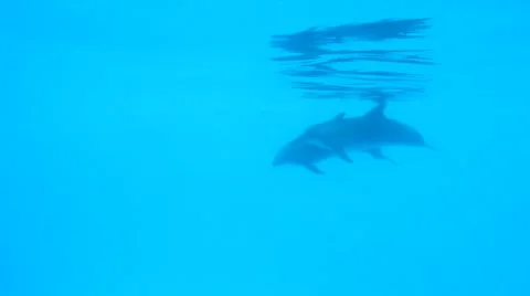 Dolphin Show Stock Footage 52427994
