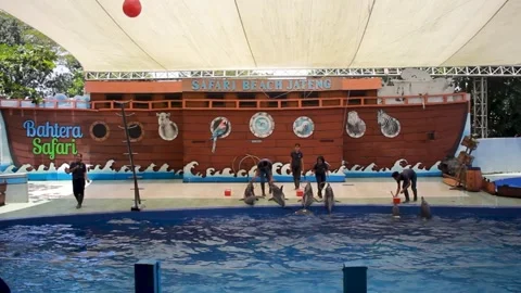 The Dolphin Show Stock Footage 240467198