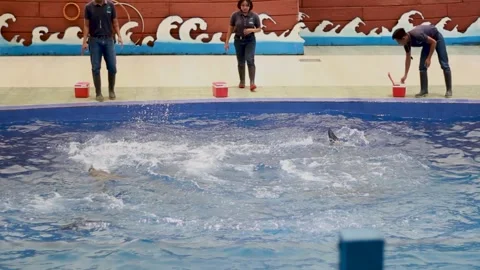 The Dolphin Show Stock Footage 240467218