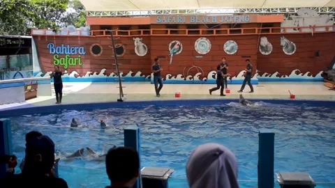 The Dolphin Show Stock Footage 240467244