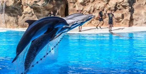 Dolphin show in the Loro Parque Stock Photos