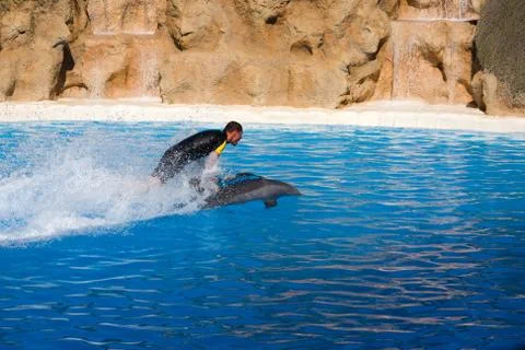 Dolphin show Stock Photos