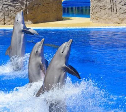 Dolphin show Fotos de archivo