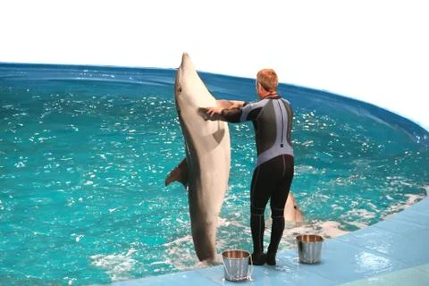 Dolphin show Stock Photos