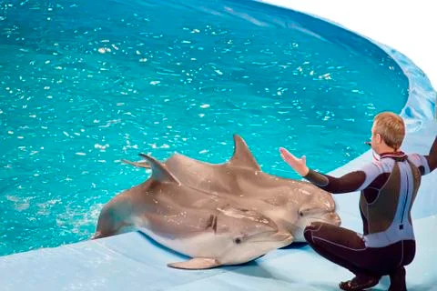 Dolphin  show 库存照片