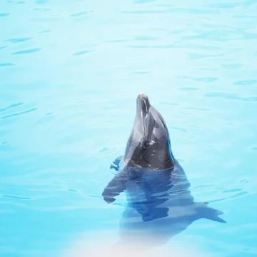 Dolphin show 写真素材
