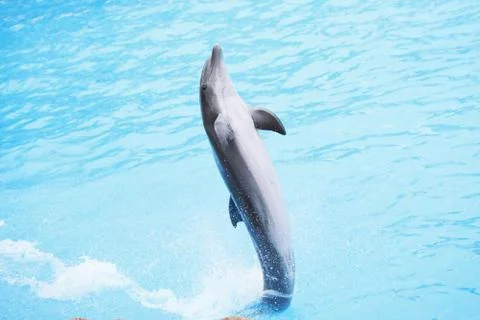 Dolphin show Stock Photos