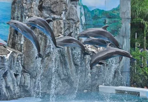 Dolphin show Stock Photos