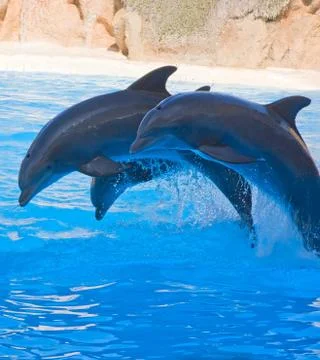 Dolphin Show Stock Photos