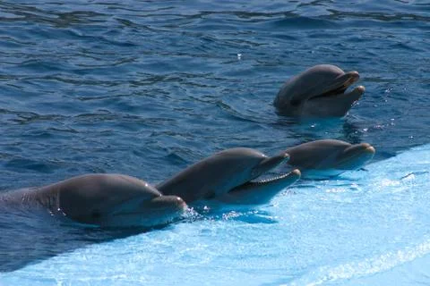 Dolphin on show Stock Photos