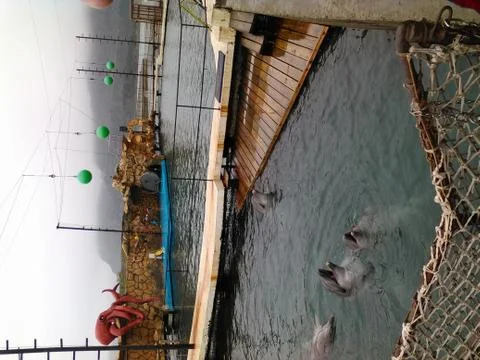 Dolphin show Stock Photos