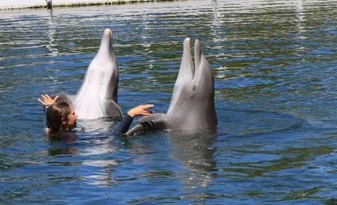 Dolphin show Foto stock