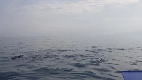 Dolphin Show in the Sea Video stock 140548912