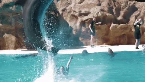 Dolphin show on Tenerfie Stock Footage 75038677