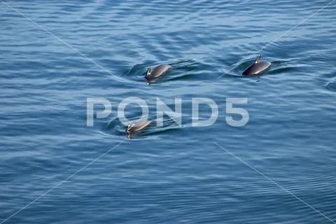 Dolphin show themselves at top of the water in puget sound Stock Image ...