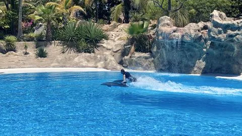Dolphin show with trainer in pool Stock Photos