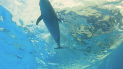 Dolphin Showing Tricks Underwater Video stock 51767676