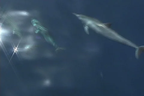 Dolphin single breaks surface Stock Footage 148862