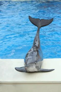 Dolphin sitting on the edge of a pool Stock-Fotos