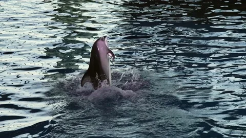 Dolphin slow motion tail walk Stock Footage 165378101