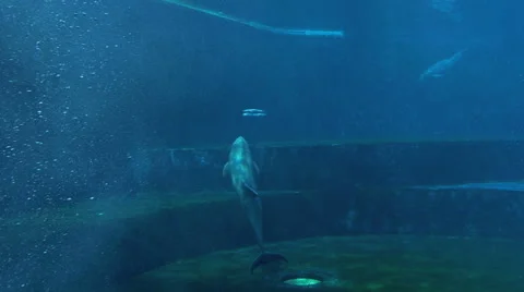 Dolphin slow motion in tank Stock Footage 50947205