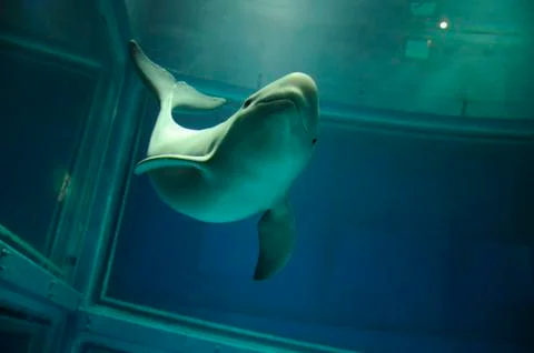 Dolphin smiling front of the camera Stock Photos
