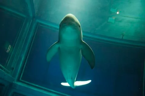 Dolphin smiling front of the camera Stock Photos