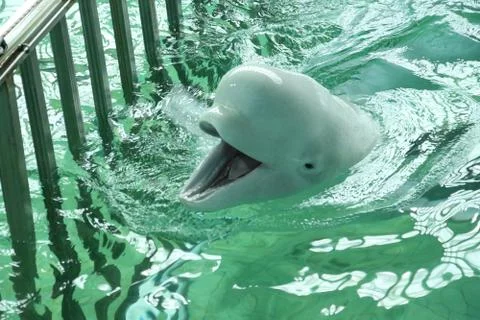 Dolphin is smiling 스톡 사진