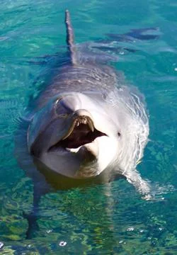 Dolphin smiling towards camera close Stock Photos