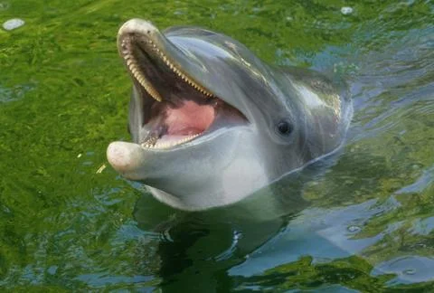 A dolphin smiling in the water Stock Photos