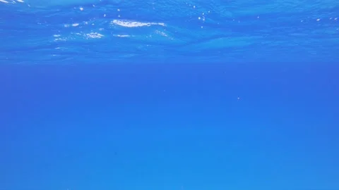 DOLPHIN SOLO CAMHAM Stock Footage 196732254