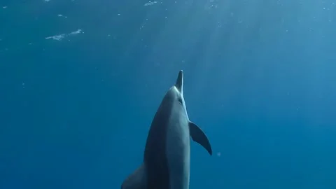 DOLPHIN SOLO SWIM UP TO SUN 4K Stock Footage 171978734