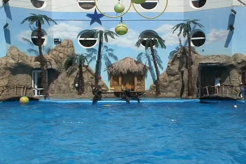 Dolphin somersault 2 dv 動画素材 989634