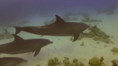 Dolphin sometimes are friendly and curious with divers Video stock 81050628