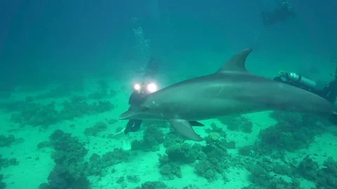 Dolphin sometimes are friendly and curious with divers Video stock 81050858
