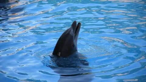 Dolphin spinning with its head out of the water at Loro Parque Tenerife 库存影片 328625827