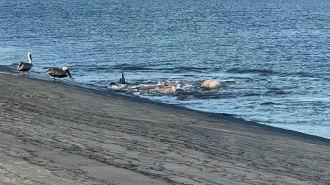 Dolphin strand feeding Video stock 221331882