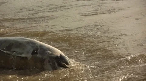 Dolphin stranded 스톡 동영상 7745019