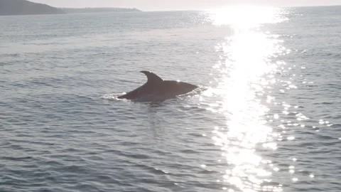 Dolphin on a sunny day Stock Footage 238721056