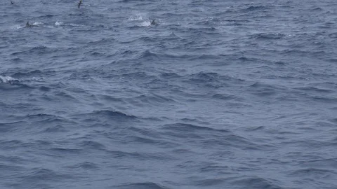 Dolphin Super Pod Stock Footage 86838134