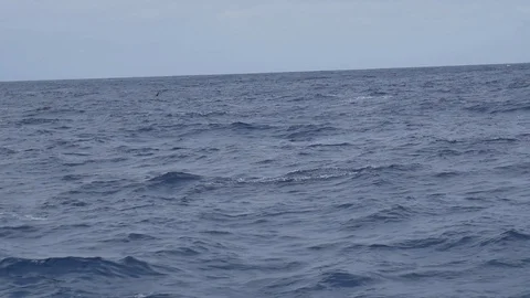 Dolphin Super Pod Stock Footage 86838462