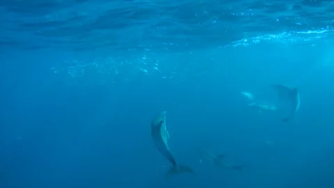 Dolphin surface hunting anchovy 1080p Stock Footage